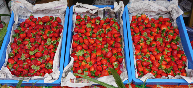 农村市场新鲜草莓