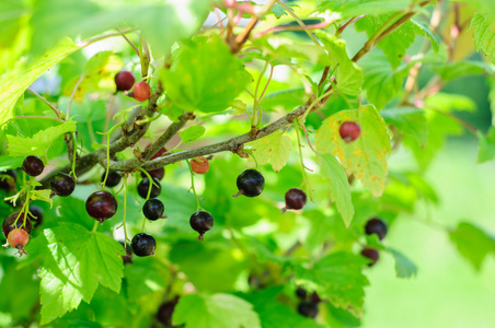 黑醋栗布什图片