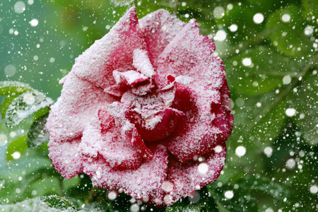 冬天的玫瑰图片