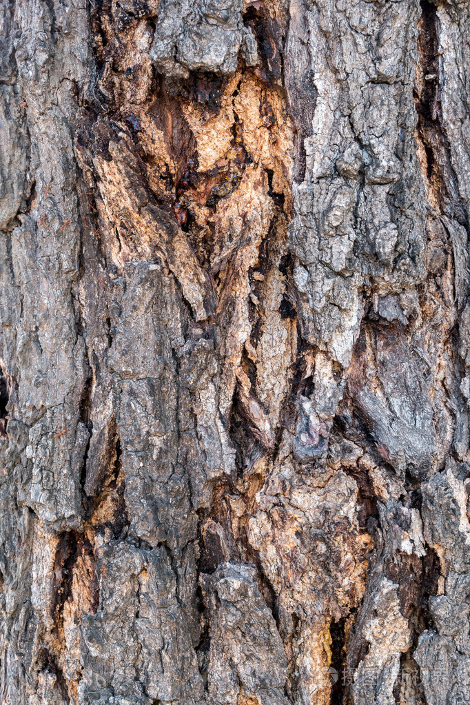 树干木头背景