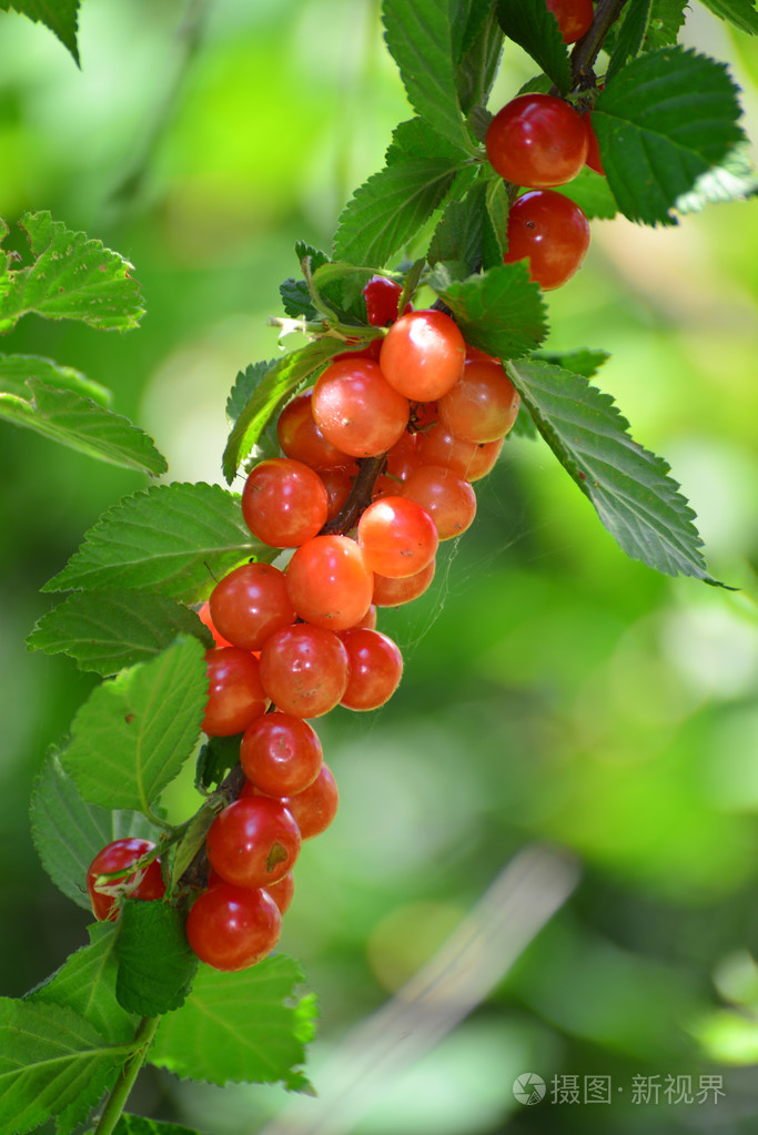 在花园里收获成熟的樱桃