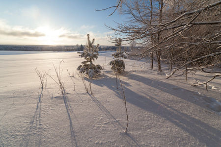 树木在冬天冰雪覆盖领域的边缘