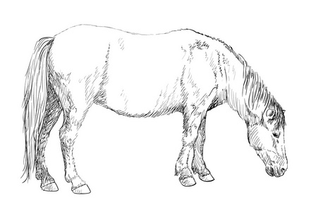 马放牧素描插画