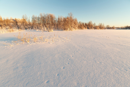 冰封的冬湖岸边的树木照片