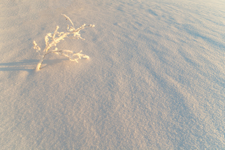 躺在雪地上的冰冻的树枝