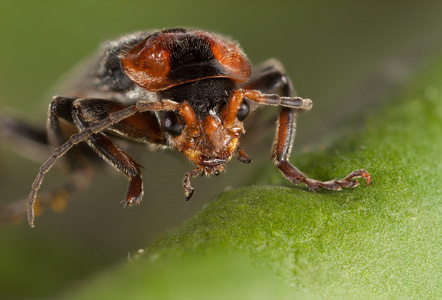 Bug 在叶子上。特写，宏