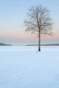 在寒冷的冬天湖棵孤独的树图片