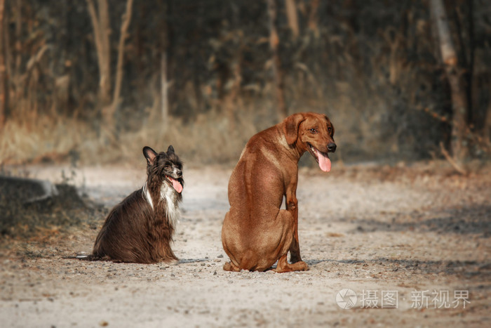 罗得西亚脊背龙和中国冠毛狗去散步色调的图像