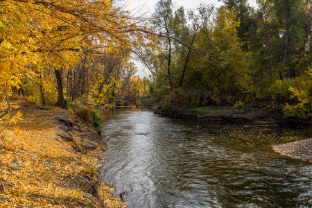 秋季景观与树木和河