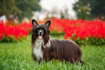 中国冠毛犬的画像