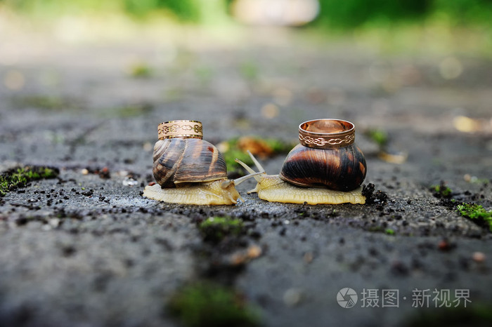 钉螺的结婚戒指.蜗牛的吻