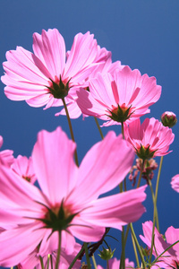 特写镜头的粉红色野生宇宙花，蓝蓝的天空