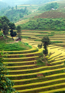 稻田上的梯田的木仓柴，Yenbai，越南