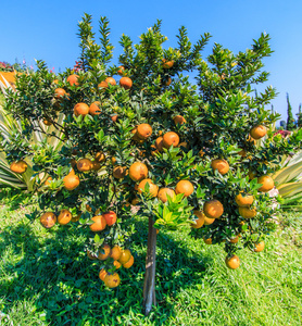 与成熟的橘子树成熟的桔子水果一棵树上成熟的橘子成