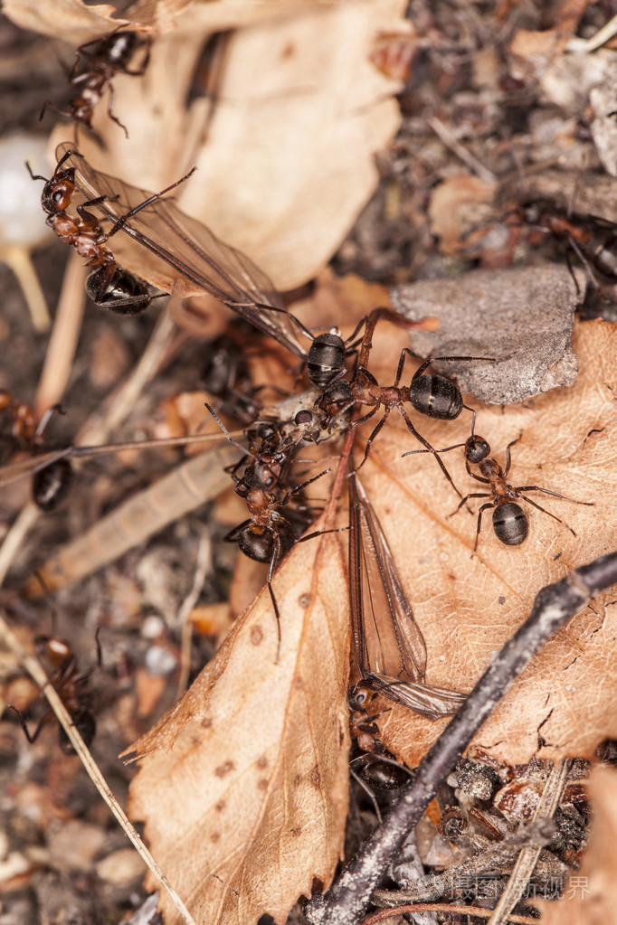 蚂蚁在狩猎时间的合作
