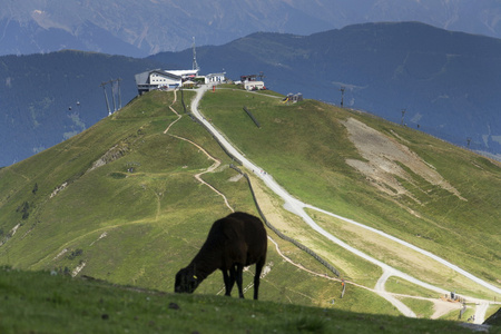 羊在田园夏天山风景，奥地利