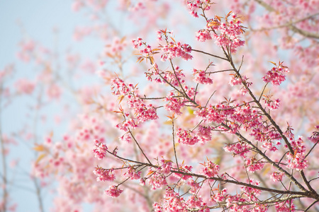 樱花花或樱花