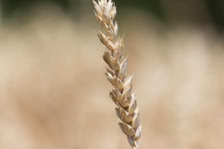 单一的详细的宏观小麦
