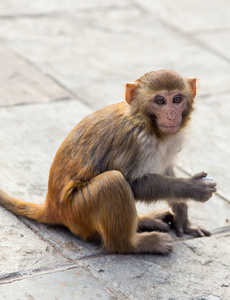 在一座佛教寺庙中的小猴子