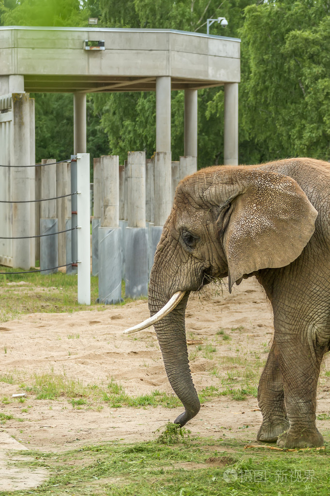 住在动物园里的大象