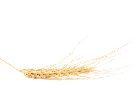 小麦在白色背景上的耳朵