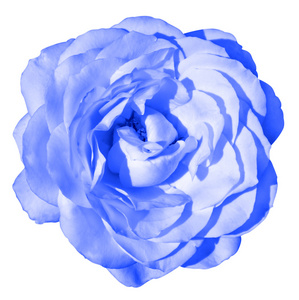 蓝色招标玫瑰花宏观查出在白色