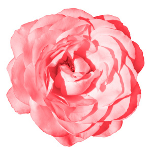 酸性粉红玫瑰花宏观分离白色