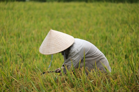 越南农民利用水稻有场