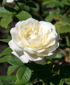 绿月季异国情调的奶油和白色的花宏在绿草背景照片