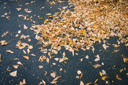 秋天的叶子枯萎