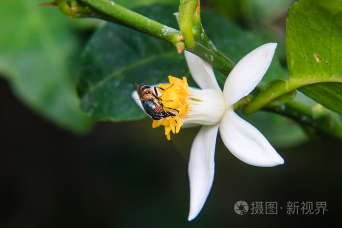 花苍蝇栖息在花上