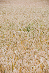 黄小麦生长在农场的字段