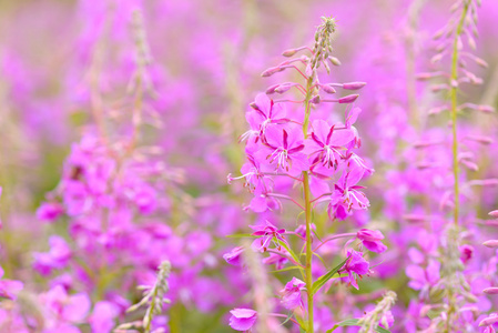 伊万  茶粉色杂草丛生 高扬或 Chamerion 兰 在花开花落