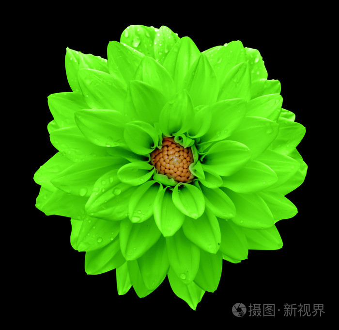 酸性绿花大丽花从黑色中分离出来