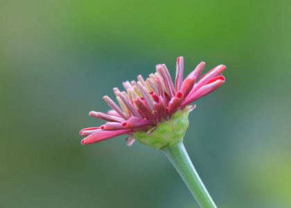 雏菊花