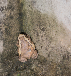 胖牛蛙在潮湿的墙壁上图片