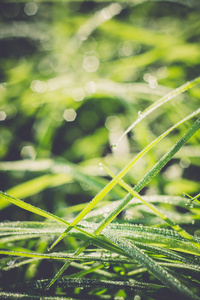 草背景浅层 dof 复古