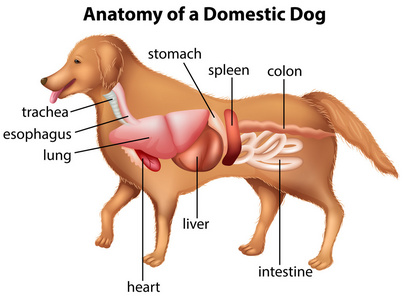 犬脾脏位置图片