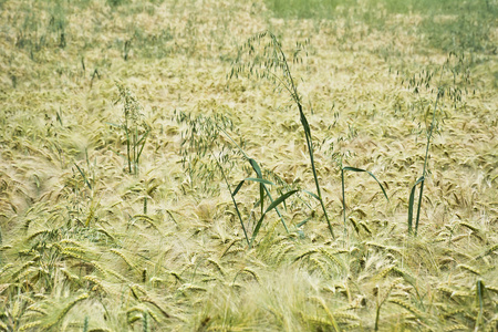 田野未成熟的大麦, 只有一只耳朵的燕麦
