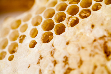 蜂窝填满了蜜