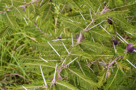 非洲的荆棘照片