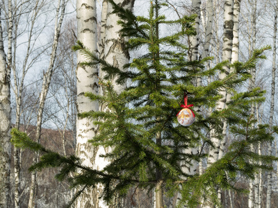 森林里冷杉树枝上的圣诞舞会图片