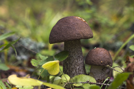 在森林里牛肝菌图片