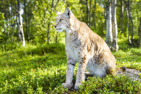 一个欧亚猞猁坐在绿色的森林