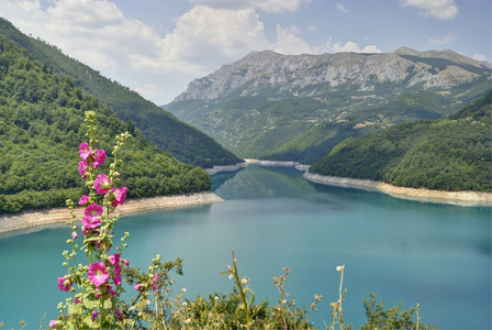 Pivsko 湖，黑山花