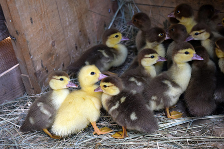 红发鸭雏鸭的麝香鸭照片
