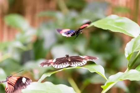 蝴蝶与鲜花