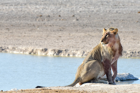 狮子在纳米比亚埃托沙