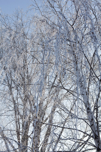 冬天树树枝垂直