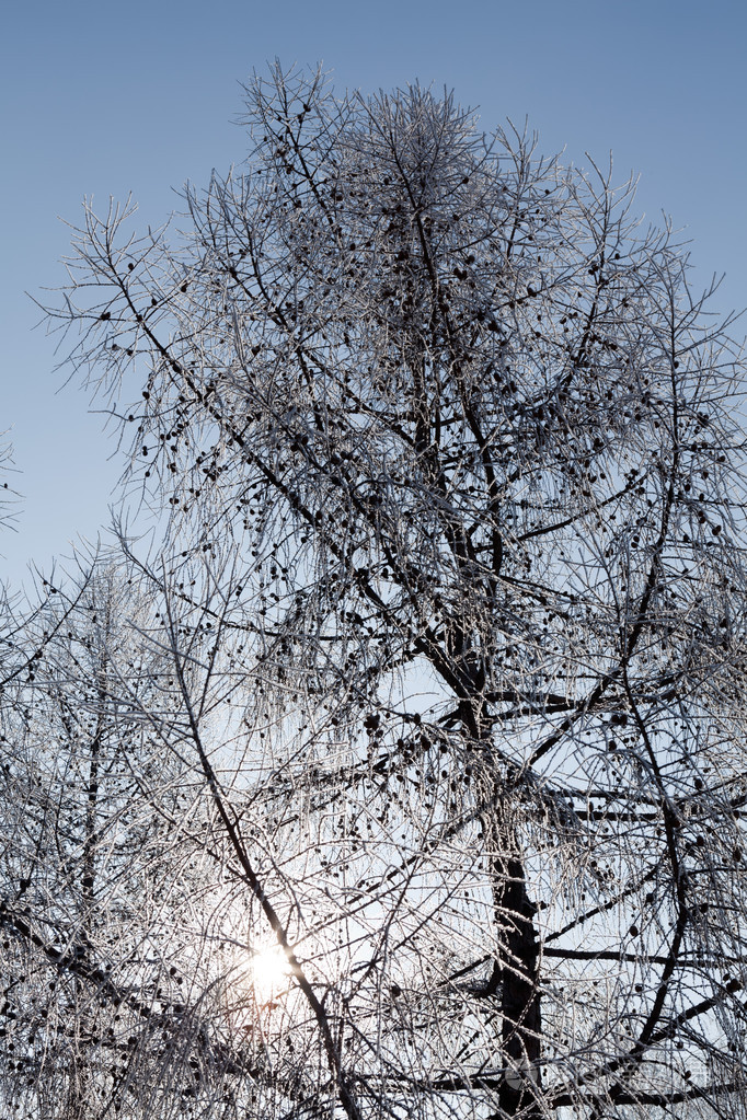 冬天树树枝垂直